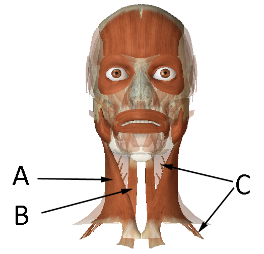 Solved Label the muscles on the diagram. A: - Click here | Chegg.com